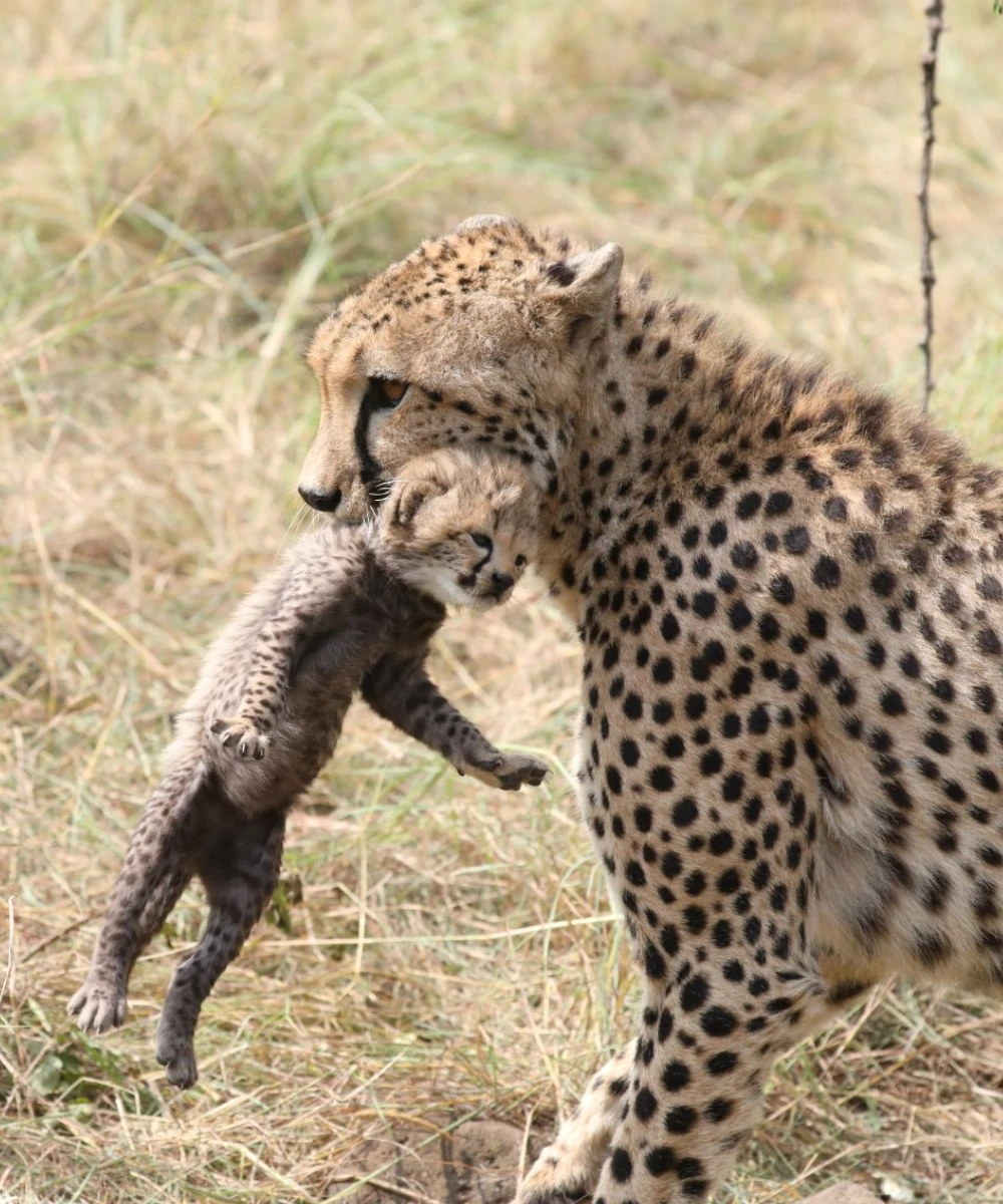 4-days-kenya-wildlife-safari-2