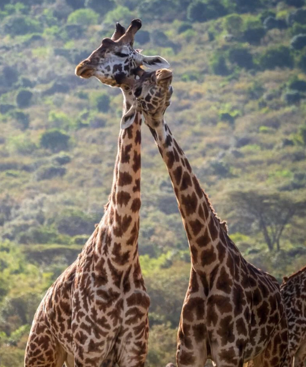 4-days-kenya-wildlife-safari-4