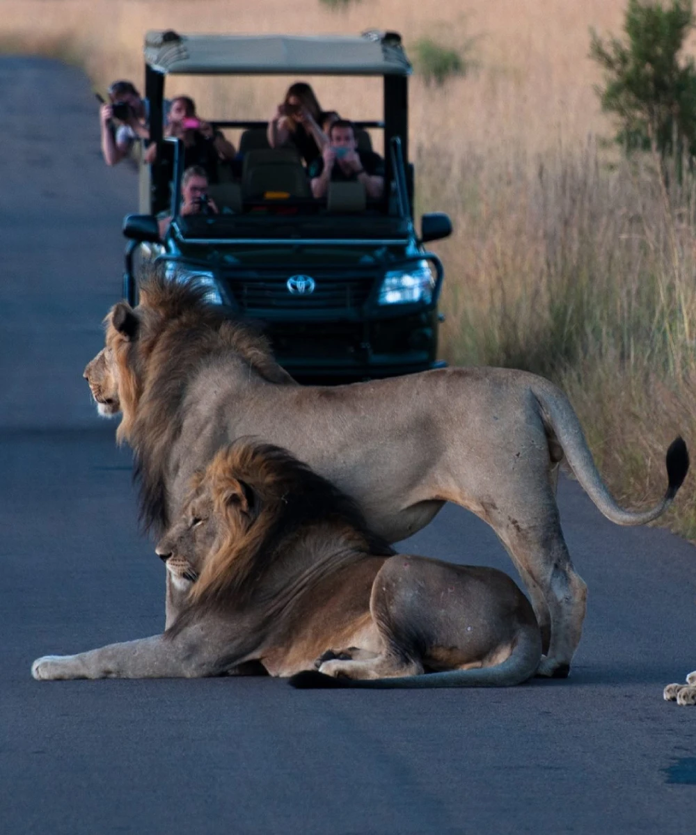 Pilanesberg National Park Game Drive