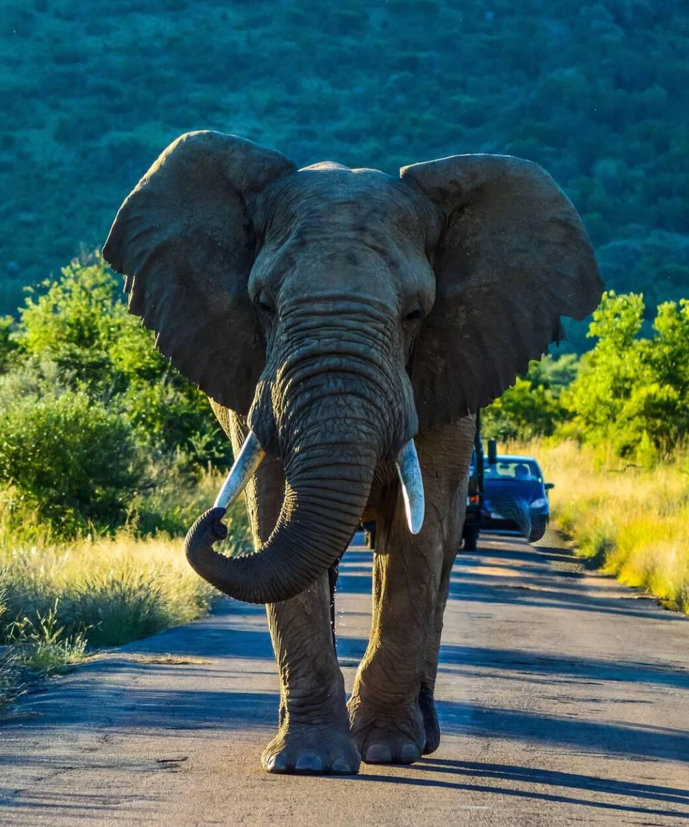 Pilanesberg National Park Wildlife