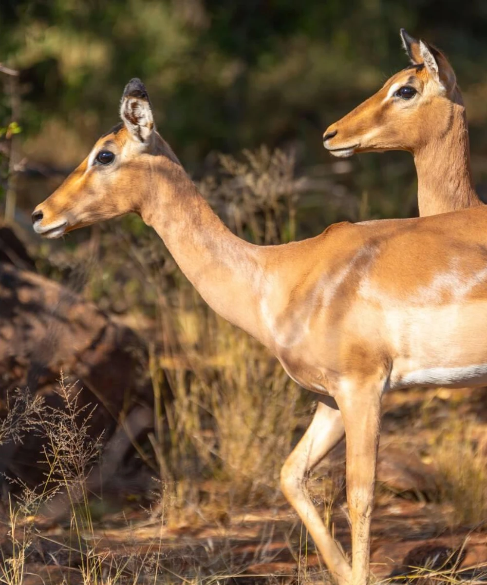 Pilanesberg National Park Attractions