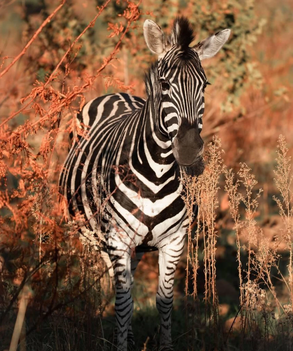 Pilanesberg National Park Wildlife