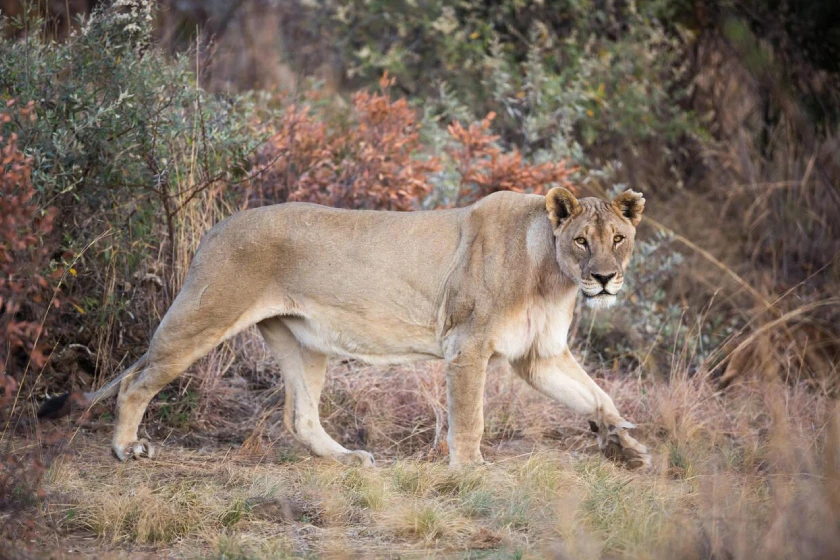 Pilanesberg National Park Safari