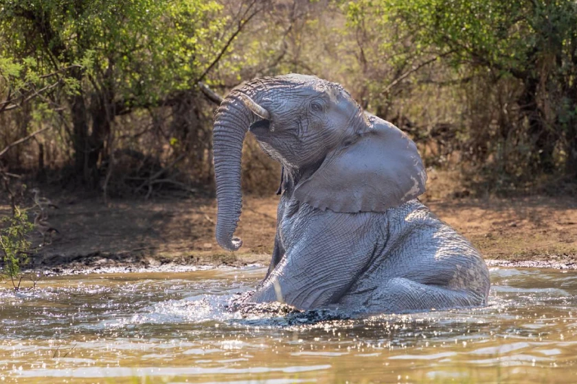 Pilanesberg National Park Safari