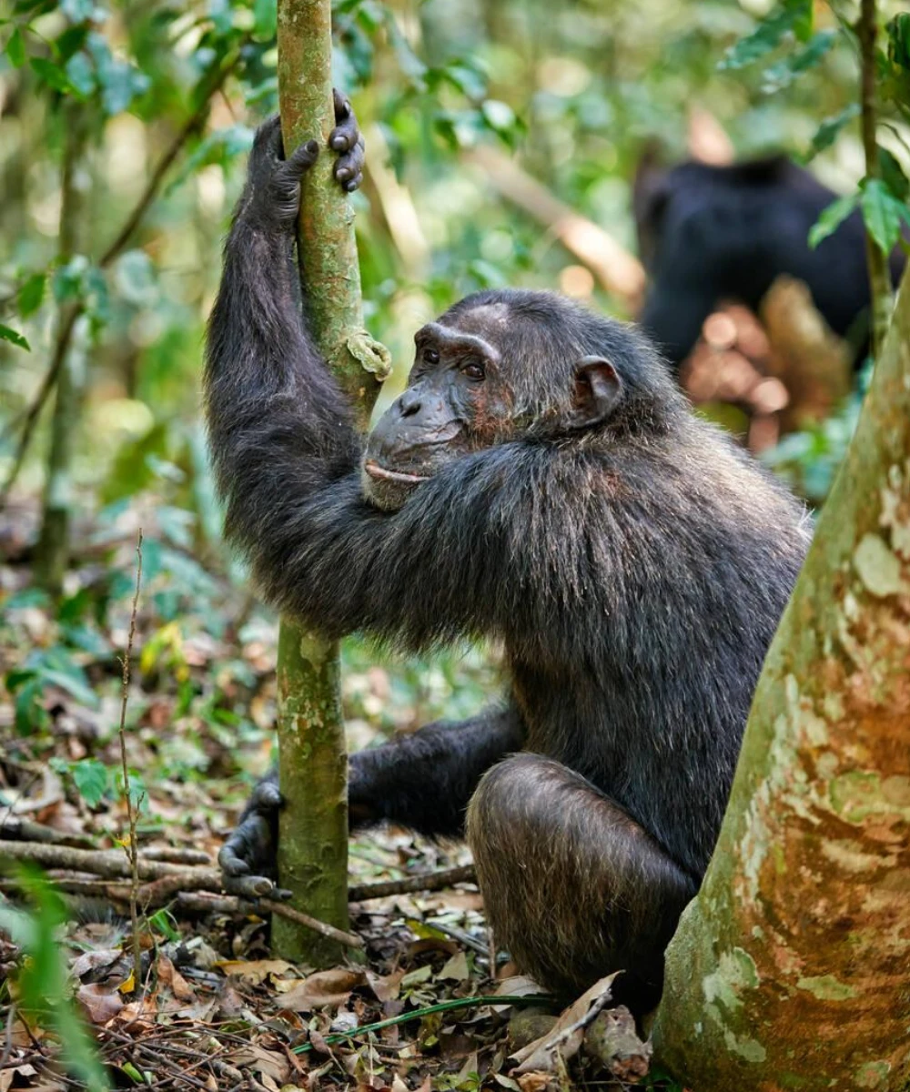 Kibale Attractions