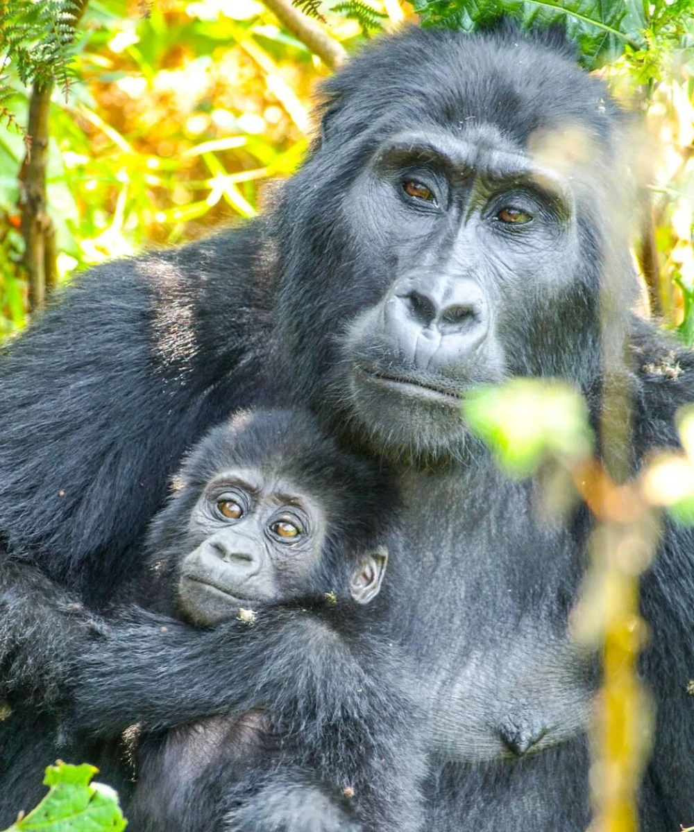 Uganda Gorila Safari