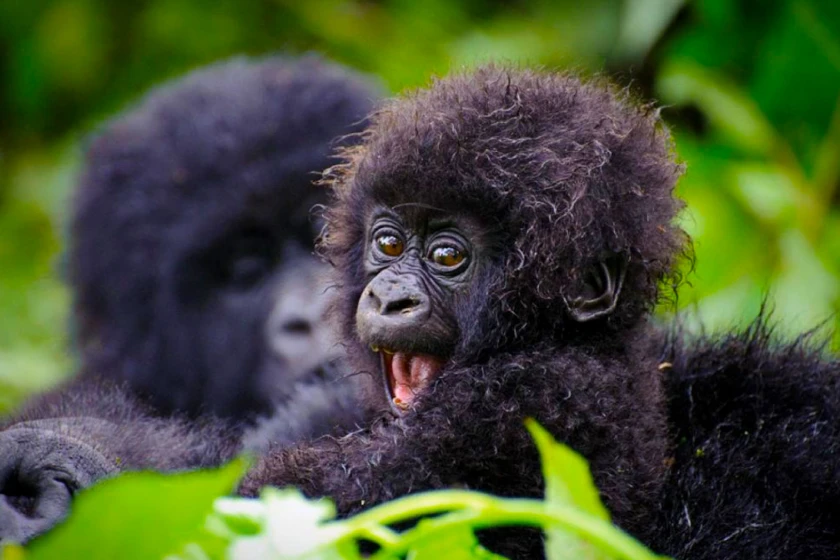 Bwindi Impenetrable Forest Attractions