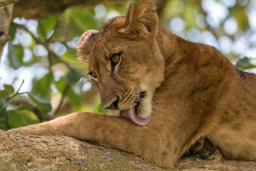 Queen Elizabeth National Park Wildlife