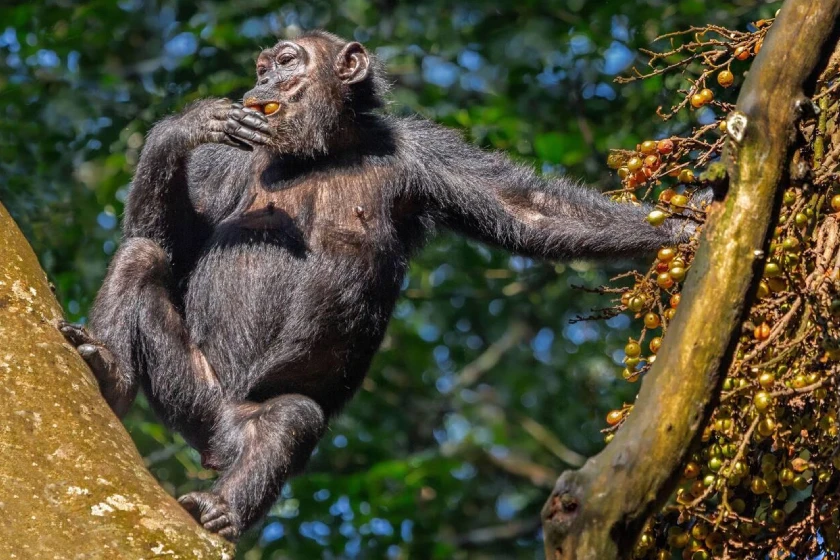 Kibale Forest Wildlife