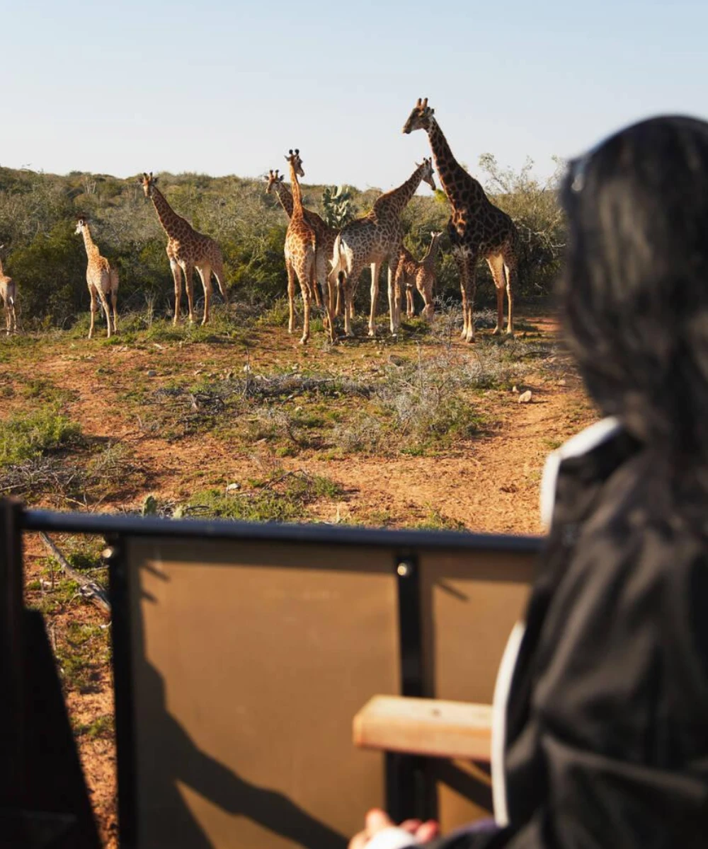 5-days-addo-elephant-national-park-self-drive-safari-1