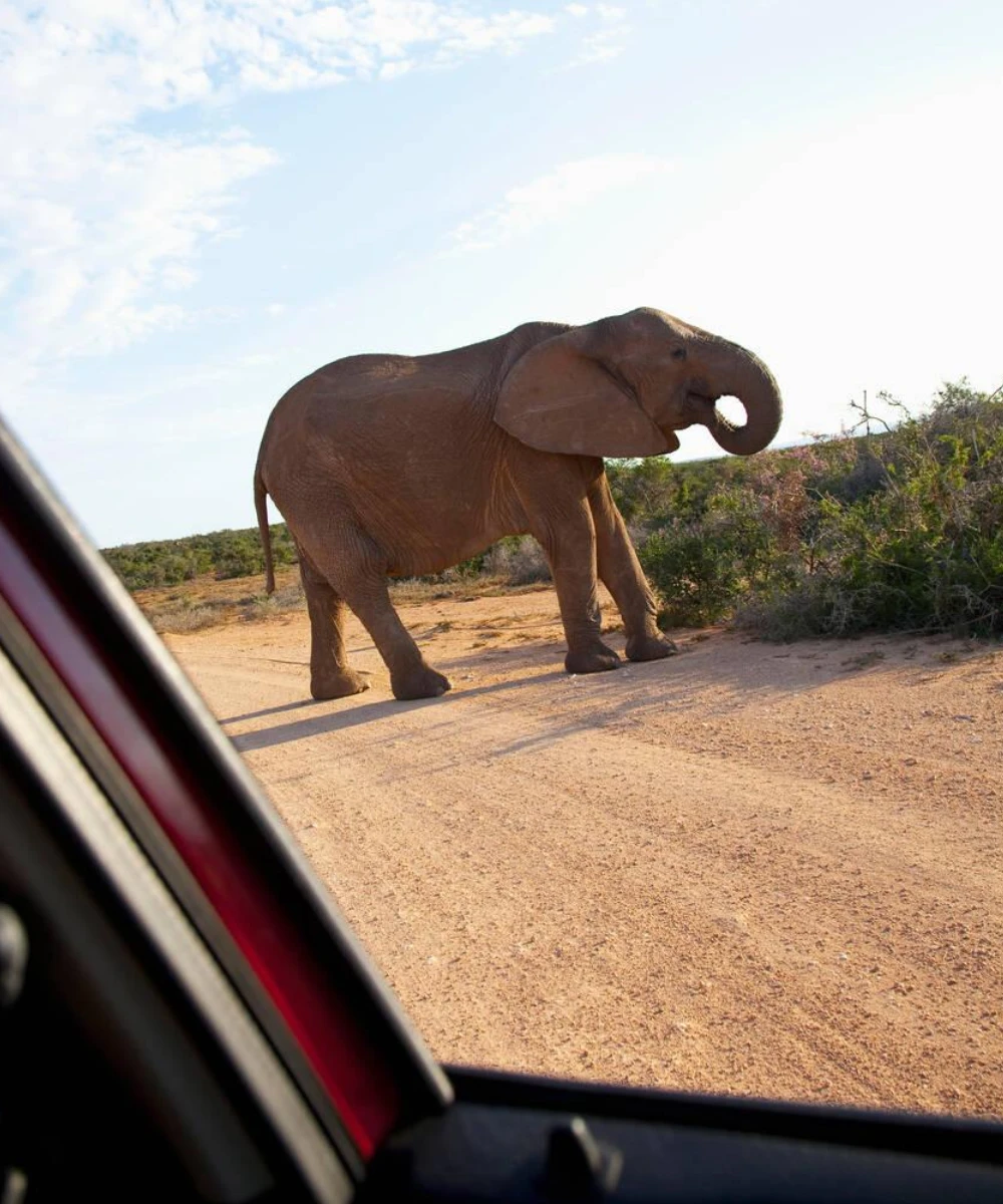 5-days-addo-elephant-national-park-self-drive-safari-2