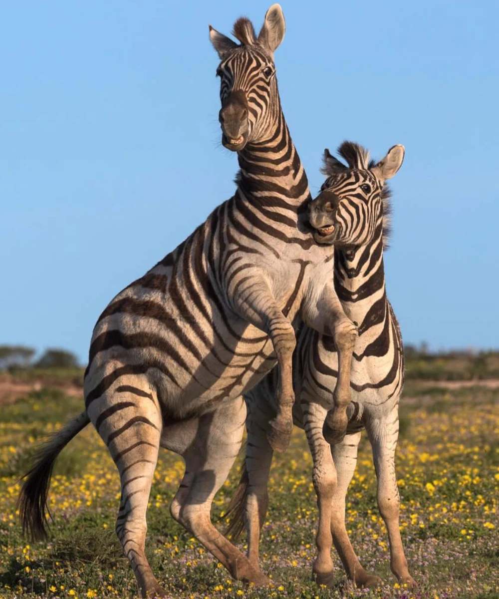 5-days-addo-elephant-national-park-self-drive-safari-3
