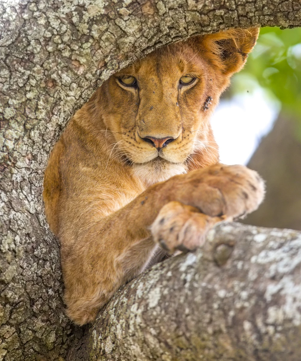 Tanzania Safari