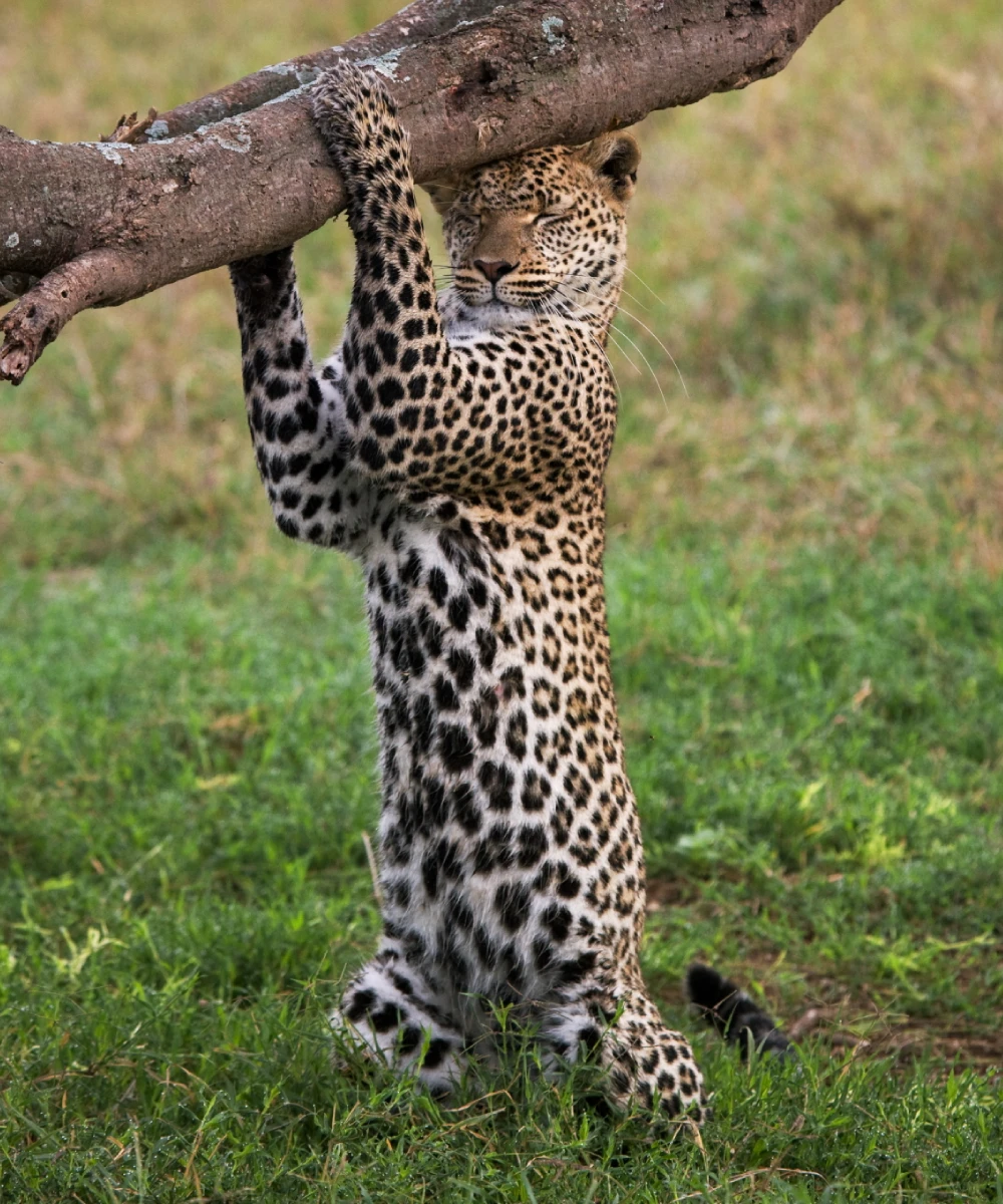 Tanzania Wildlife Safari