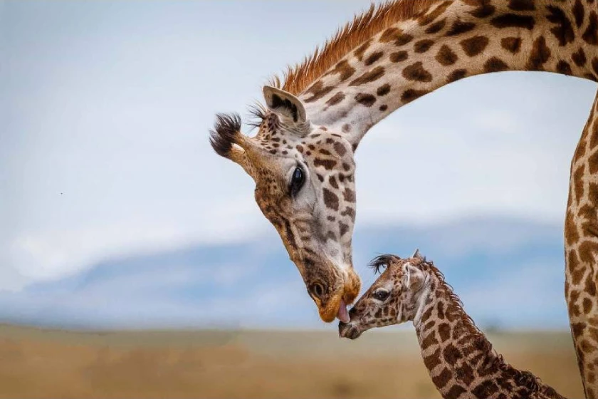 Ngorongoro Attraction