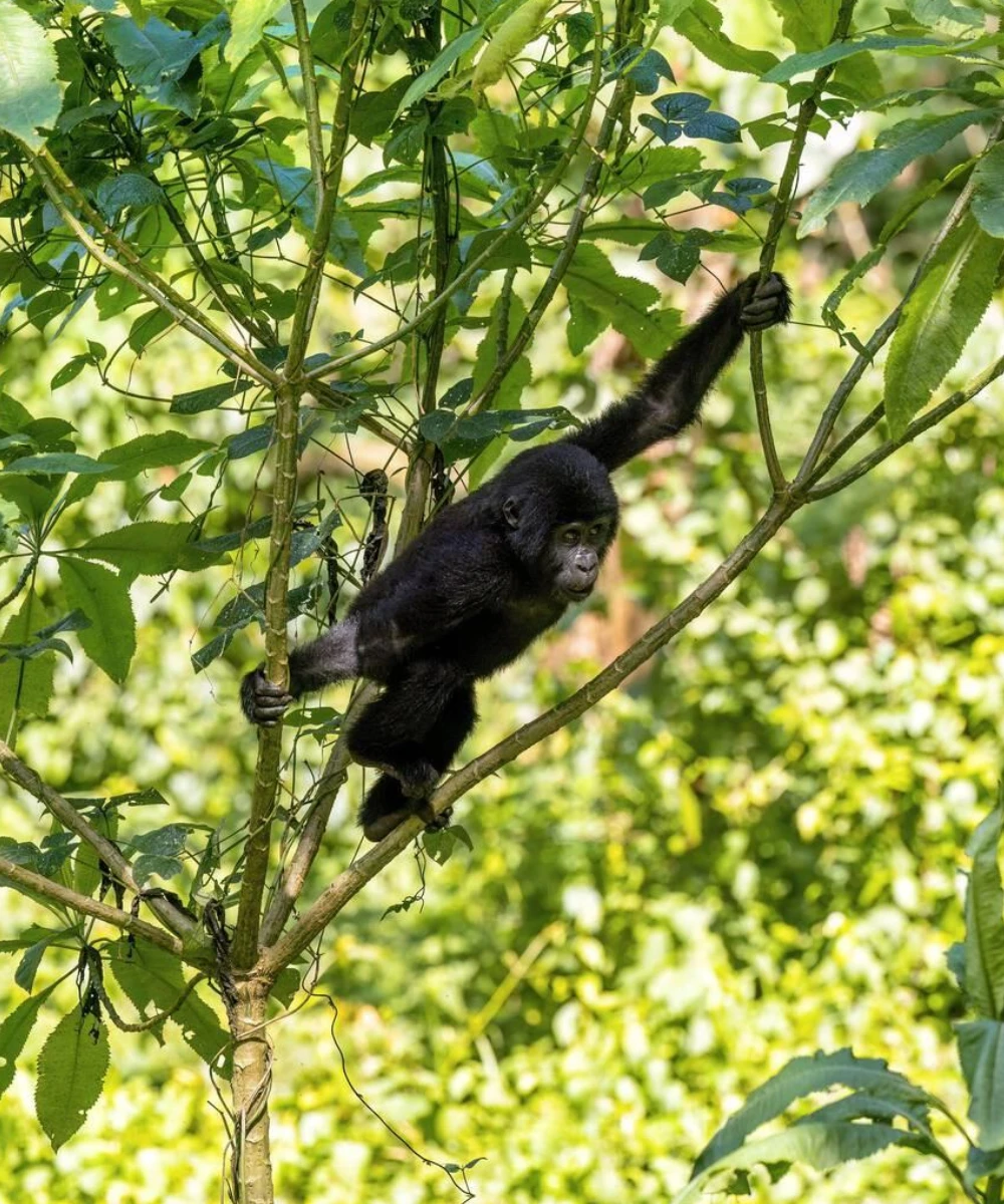 Uganda Gorilla Trekking