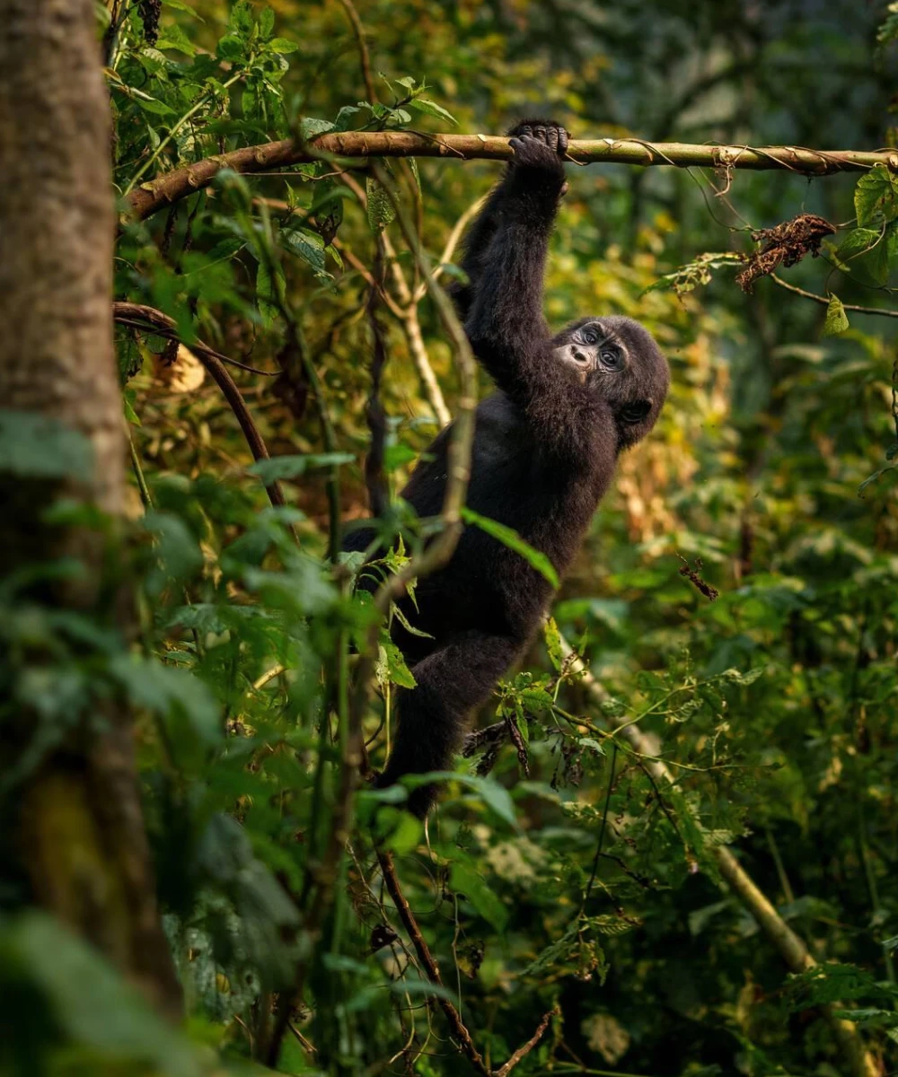 Uganda Gorilla Trekking