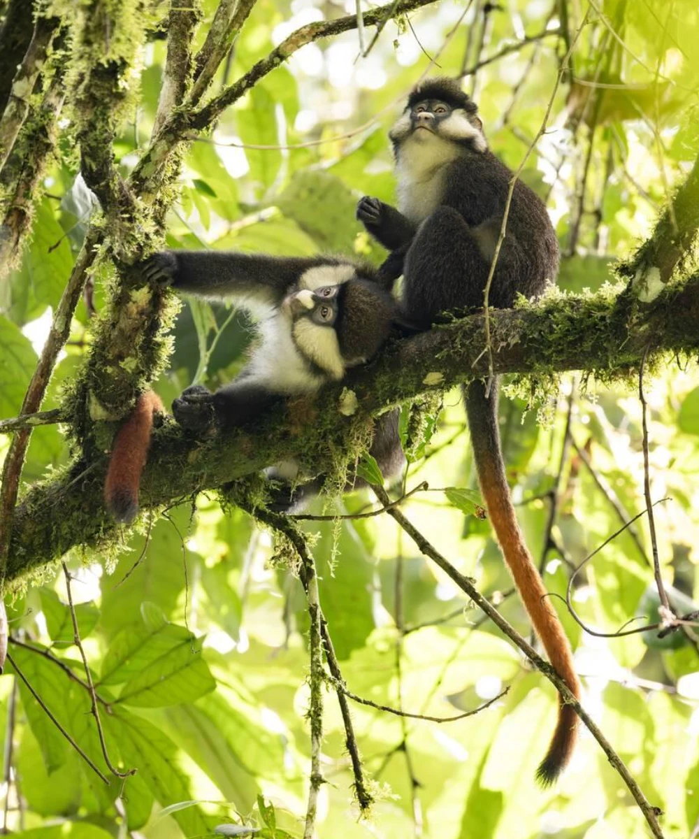 Uganda attractions