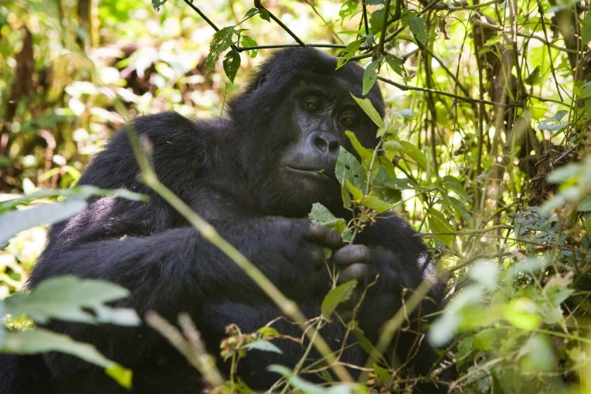 Bwindi Forest Attractions