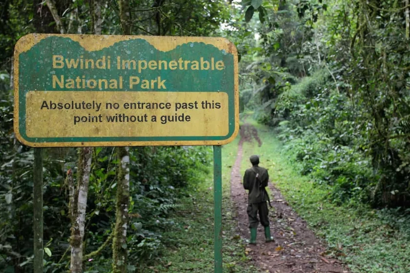 Bwindi Impenetrable Forest