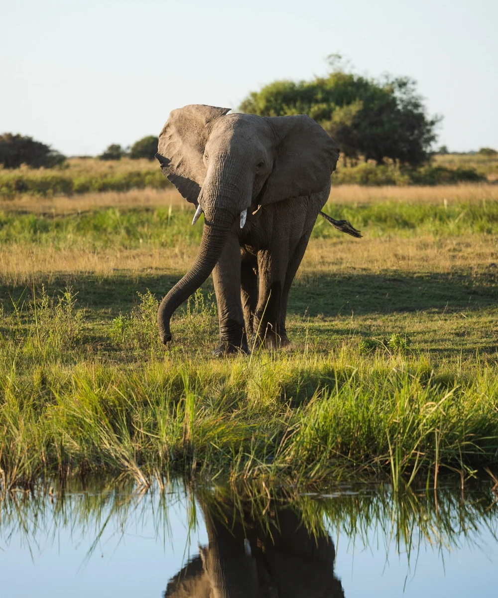 Botswana Wildlife