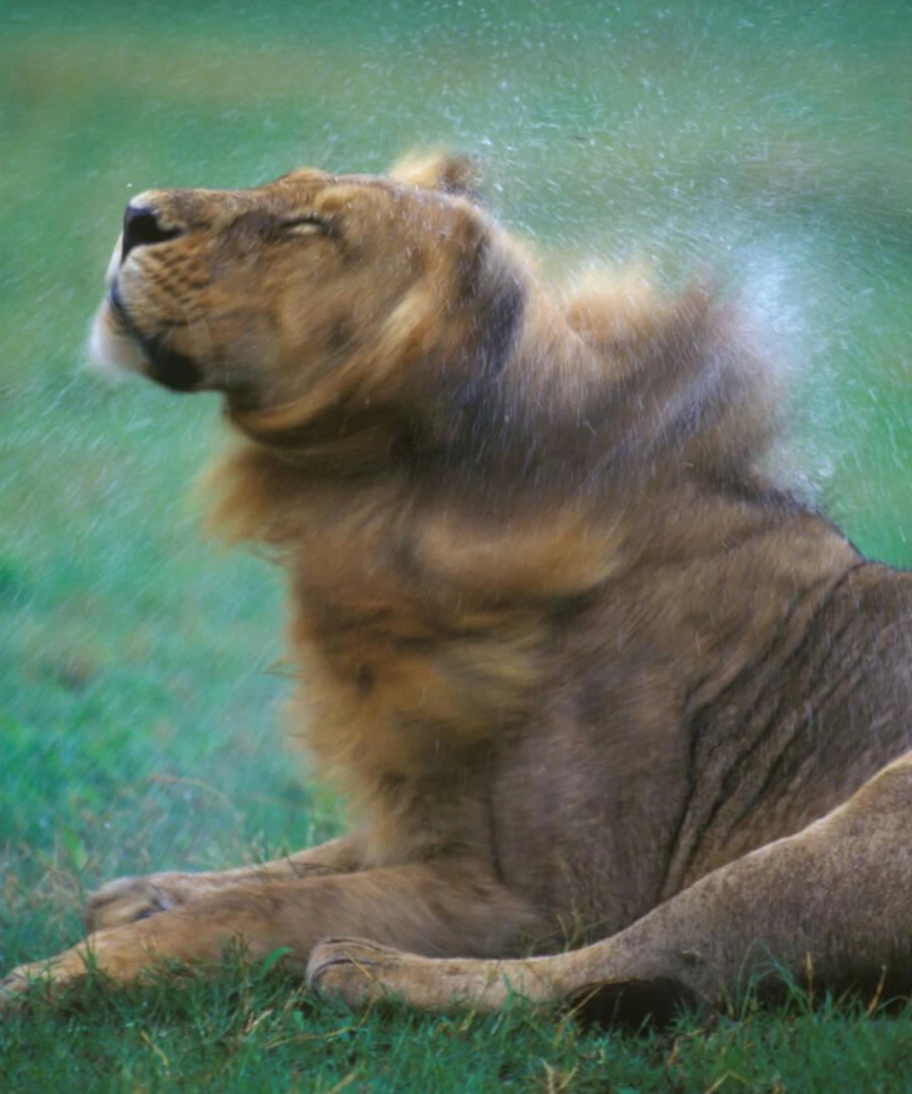 Botswana Wildlife Safari