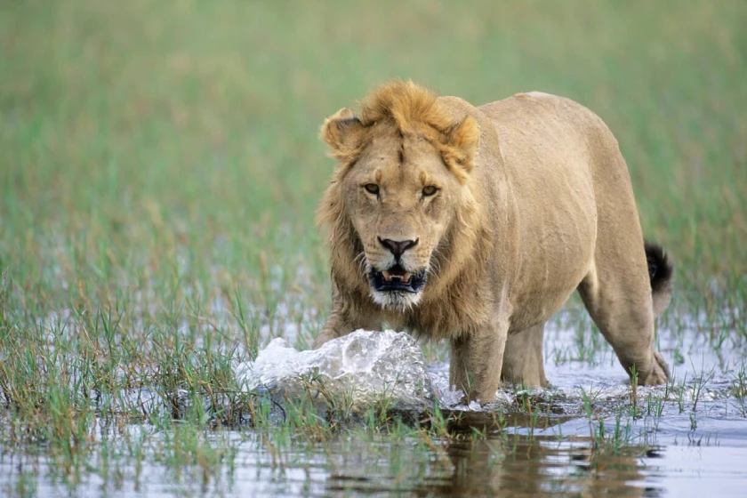 Wildlife Attractions