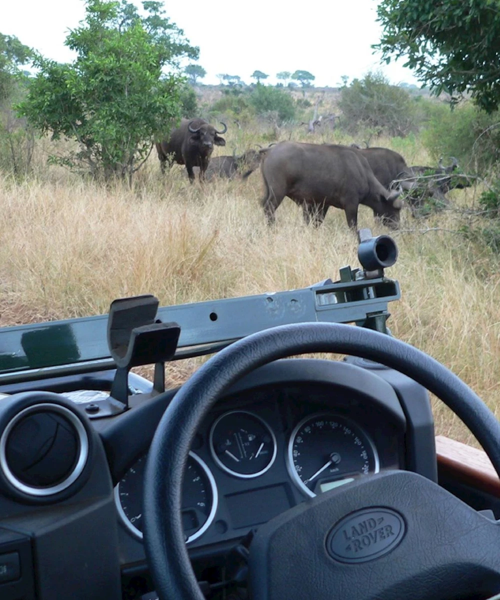 Kruger National Park Game Drive