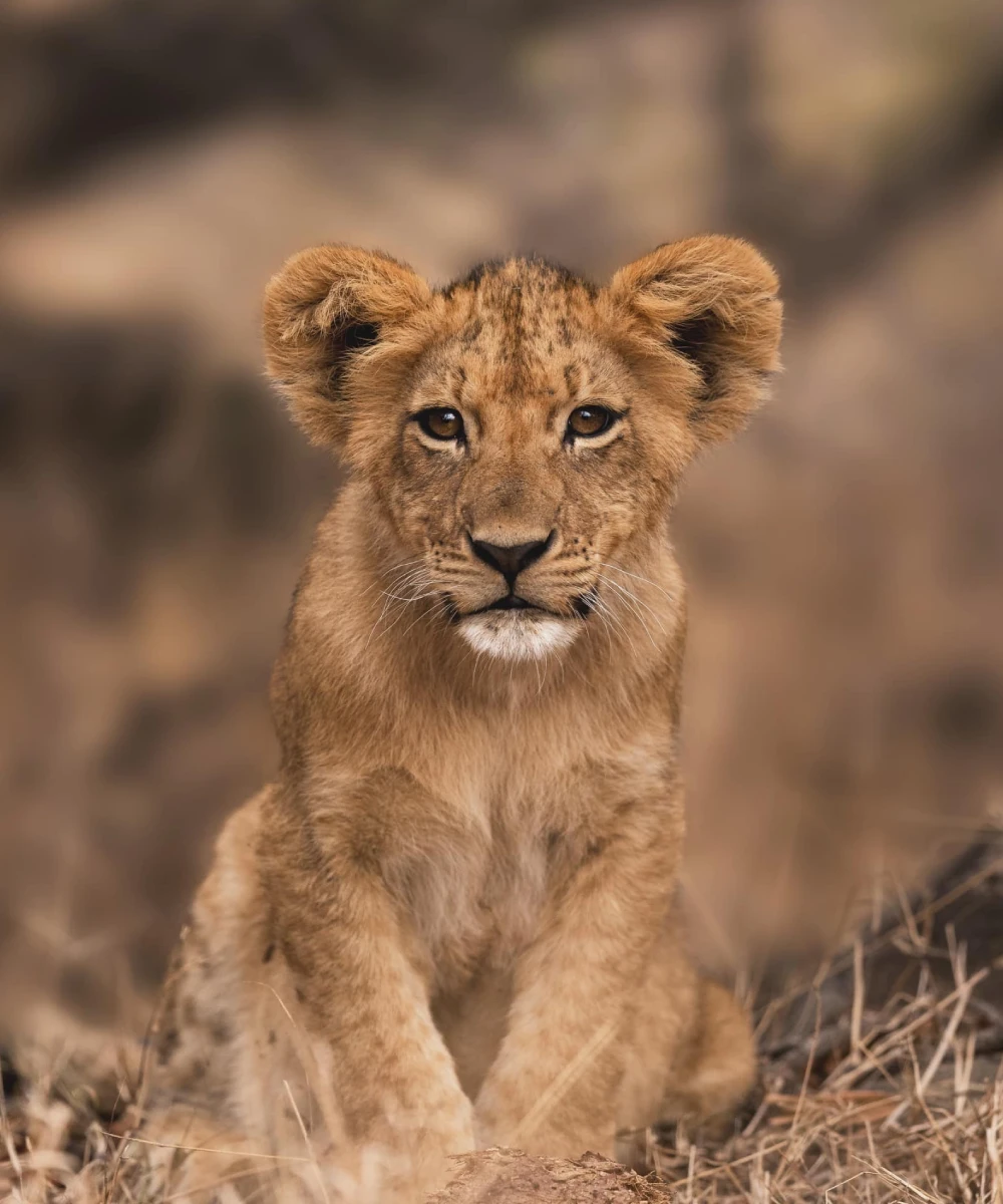 Kruger National Park Wildlife Safari