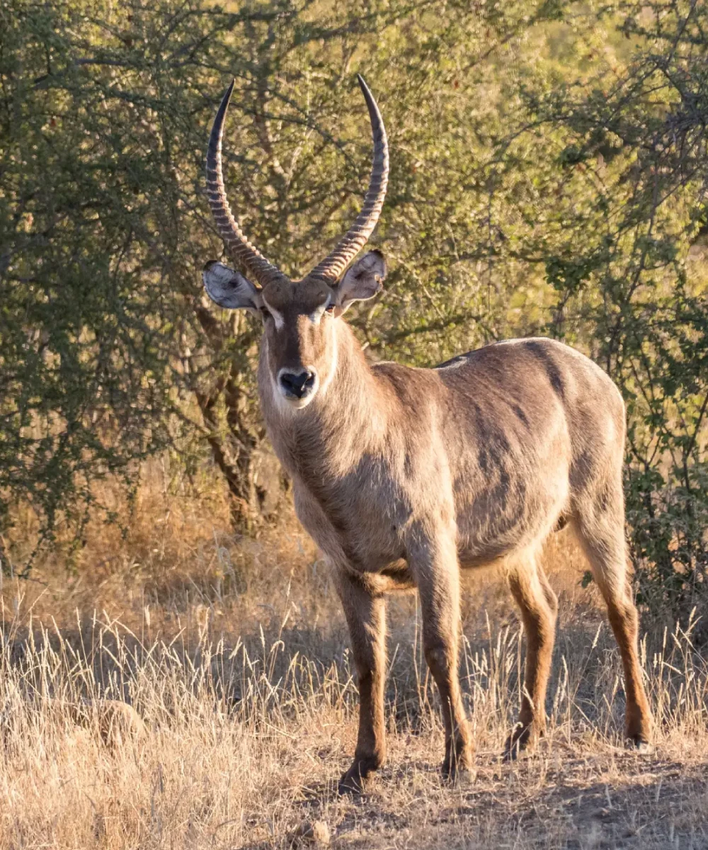 Kruger National Park Safari