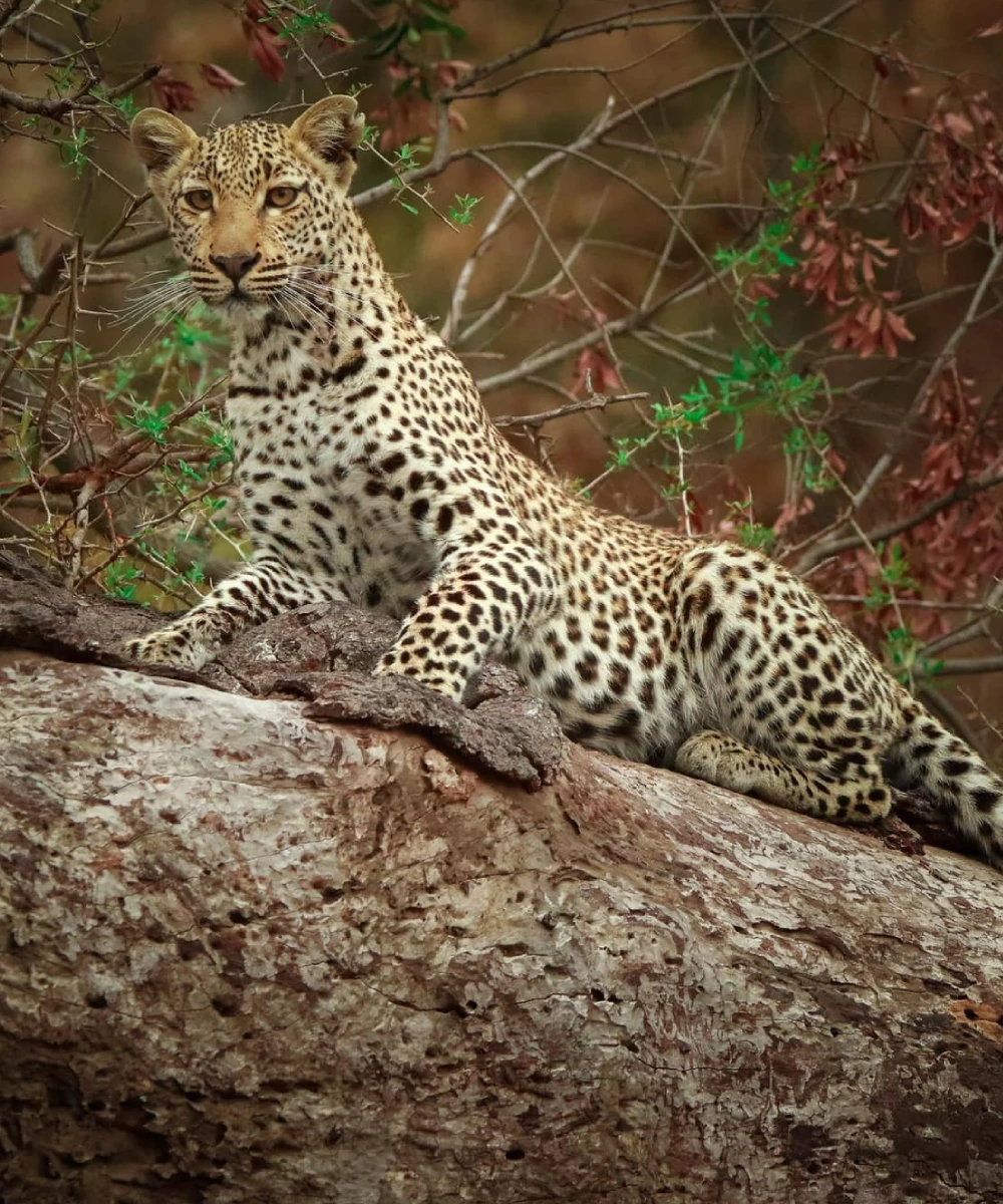 Kruger National Park Safari