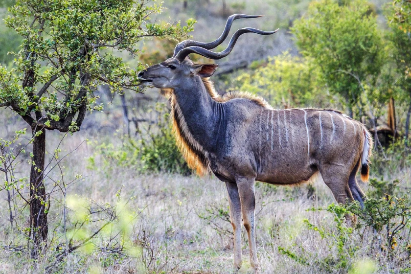 Kruger National Park Attractions