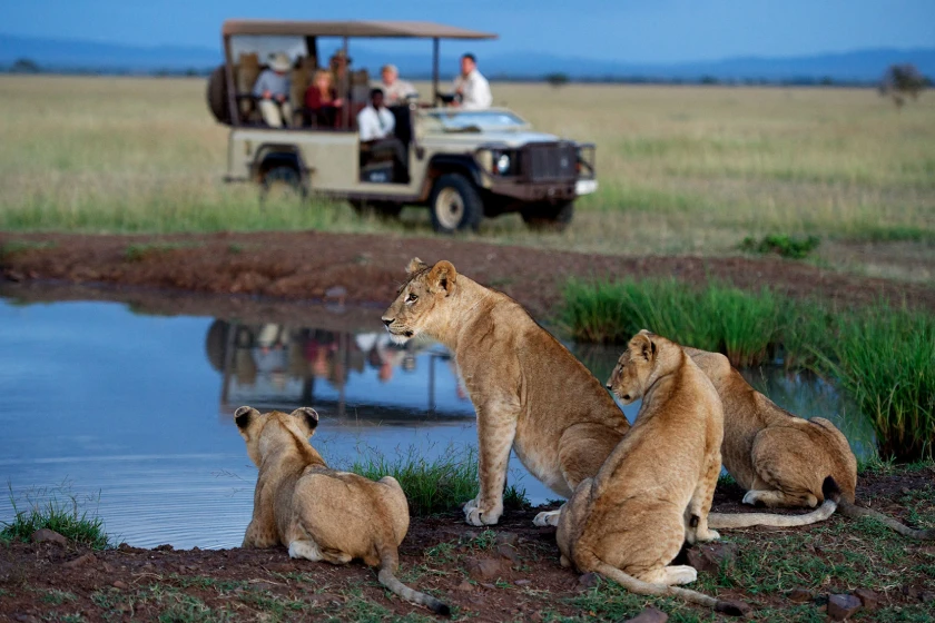 Kruger National Park Wildlife