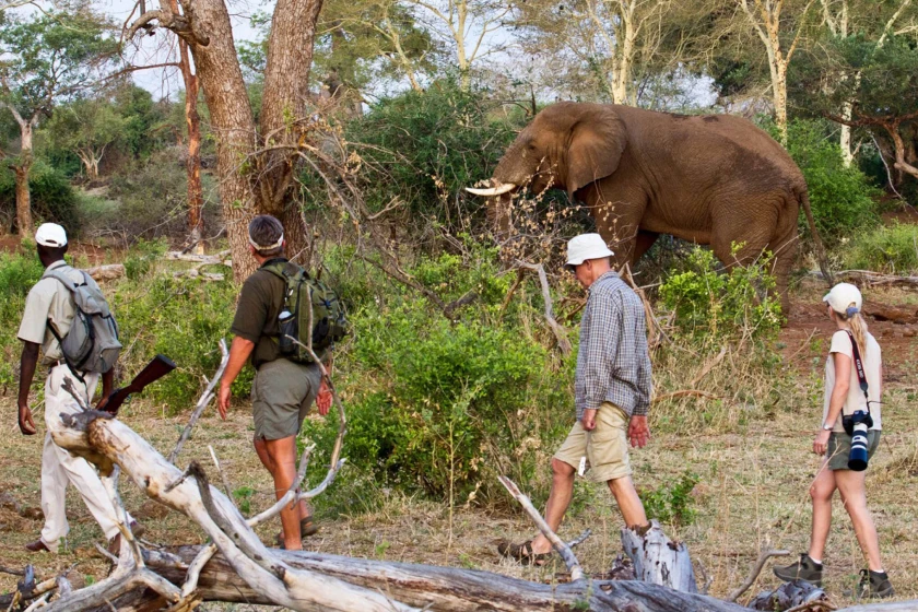 Kruger National Park Walking Safari