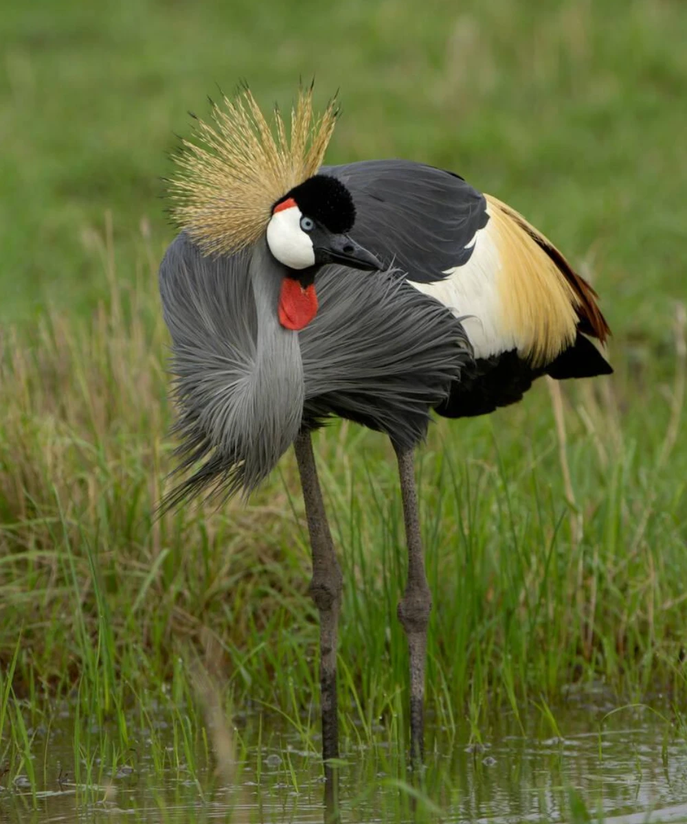 7-days-uganda-birding-safari-1