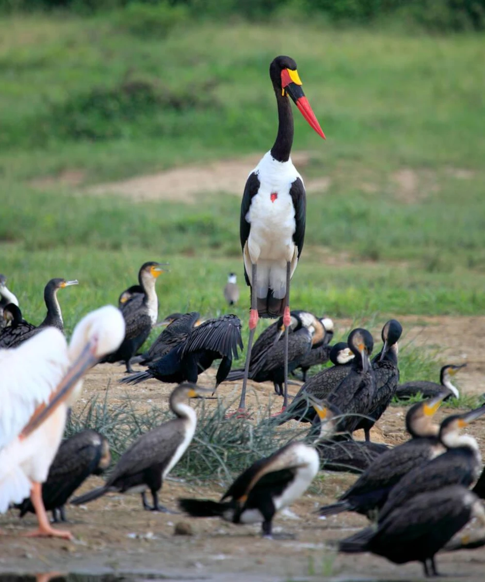 7-days-uganda-birding-safari-2