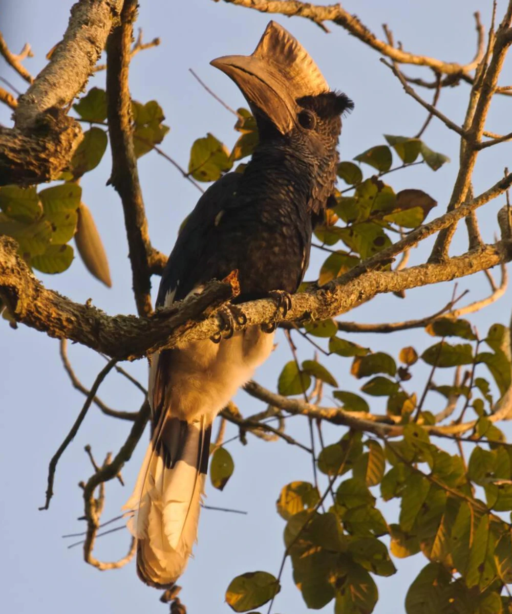Uganda Birding Safari