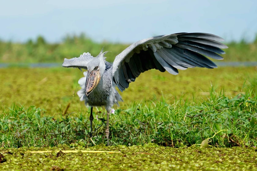 Mabamba Swamp