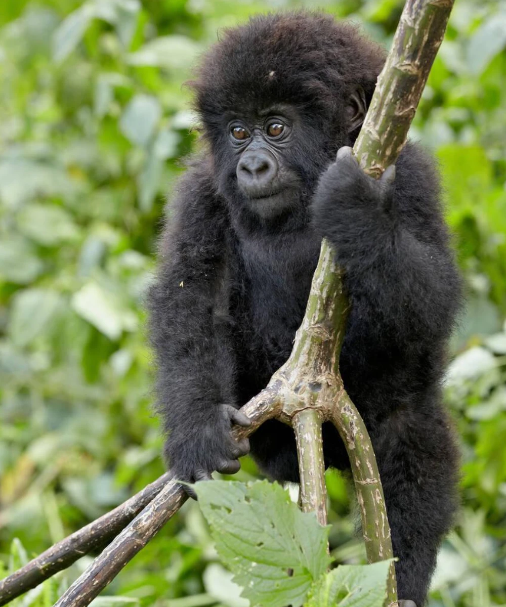 8-days-gorilla-golden-monkey-batwa-cultural-safari-1