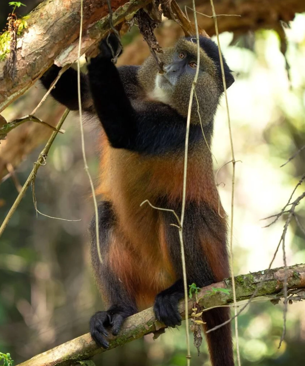 8-days-gorilla-golden-monkey-batwa-cultural-safari-2