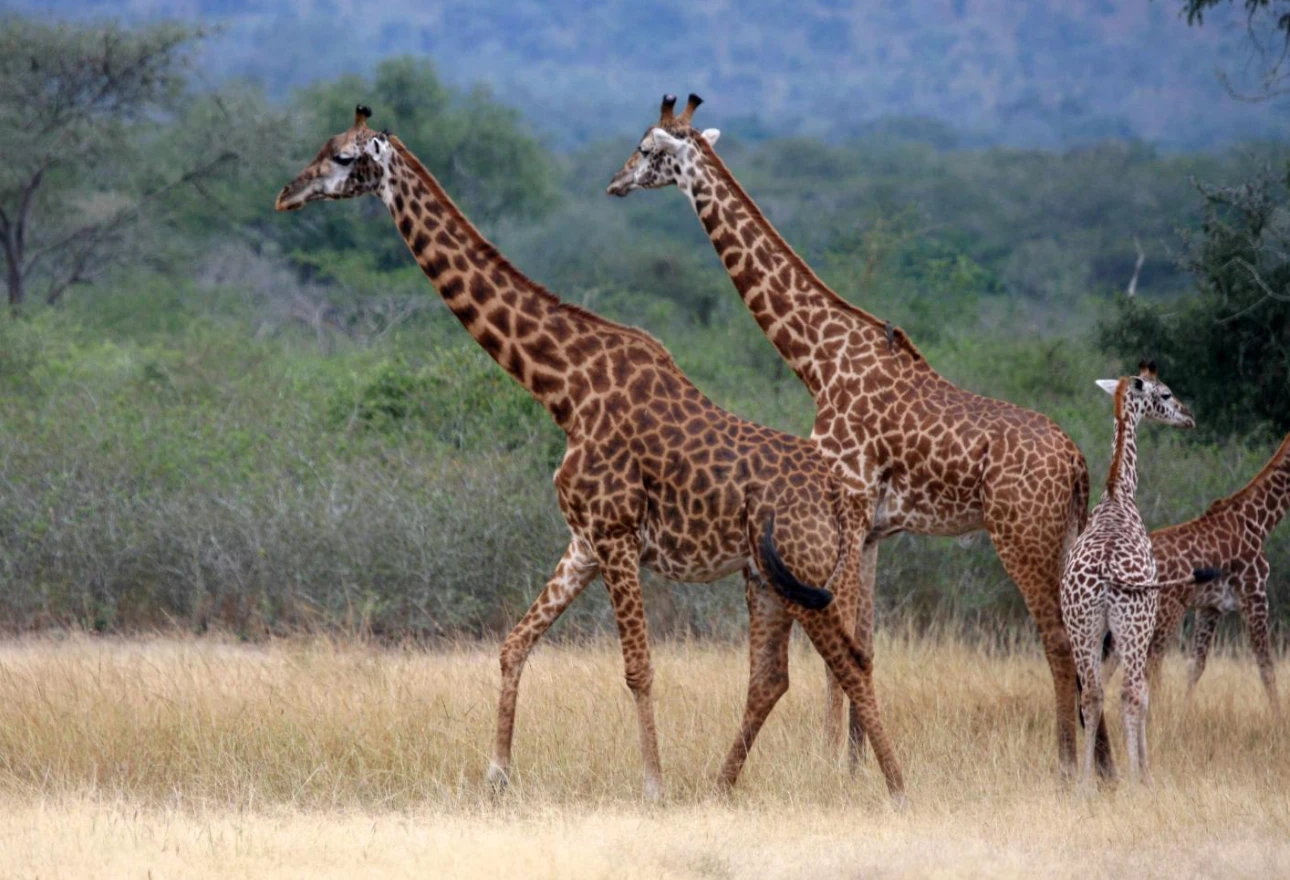 Akagera National Park