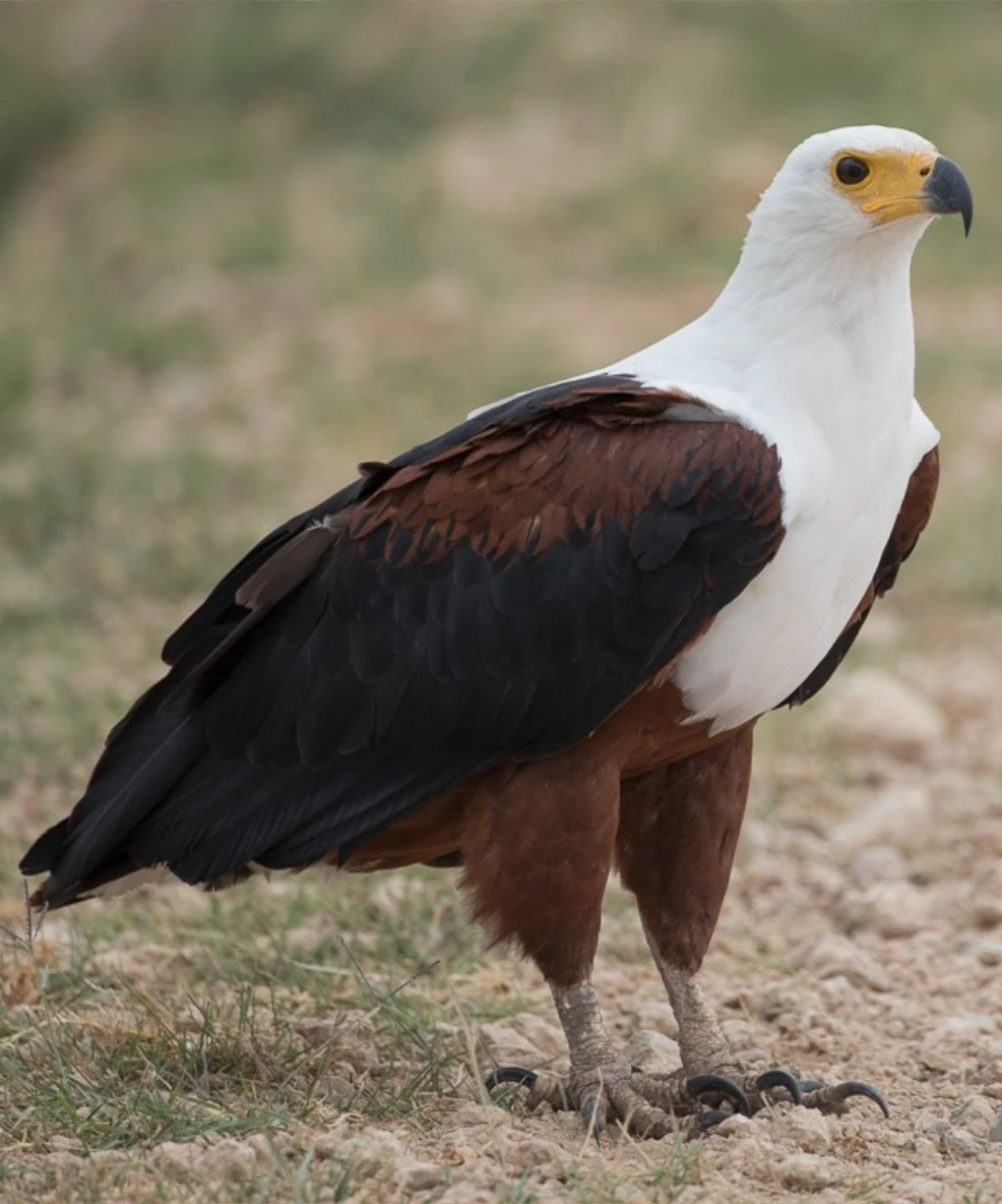 Akagera National Park