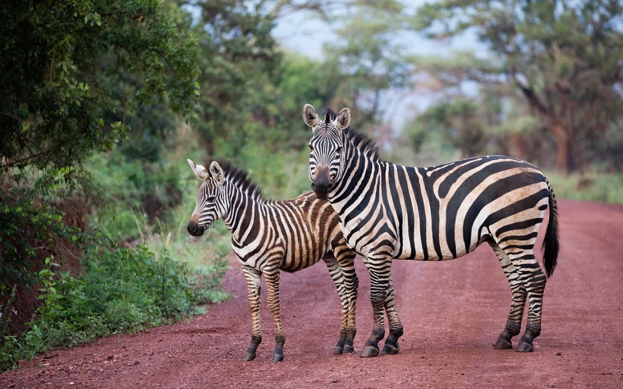 Akagera National Park