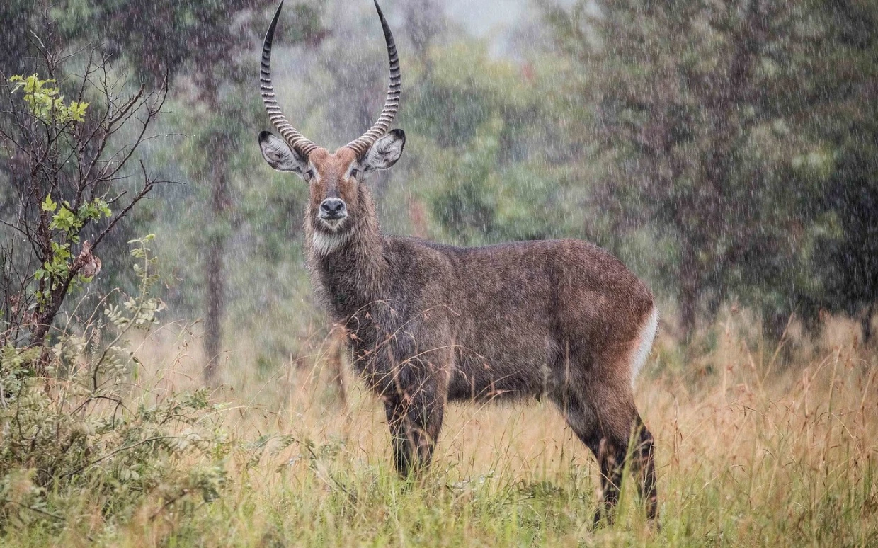 Akagera National Park