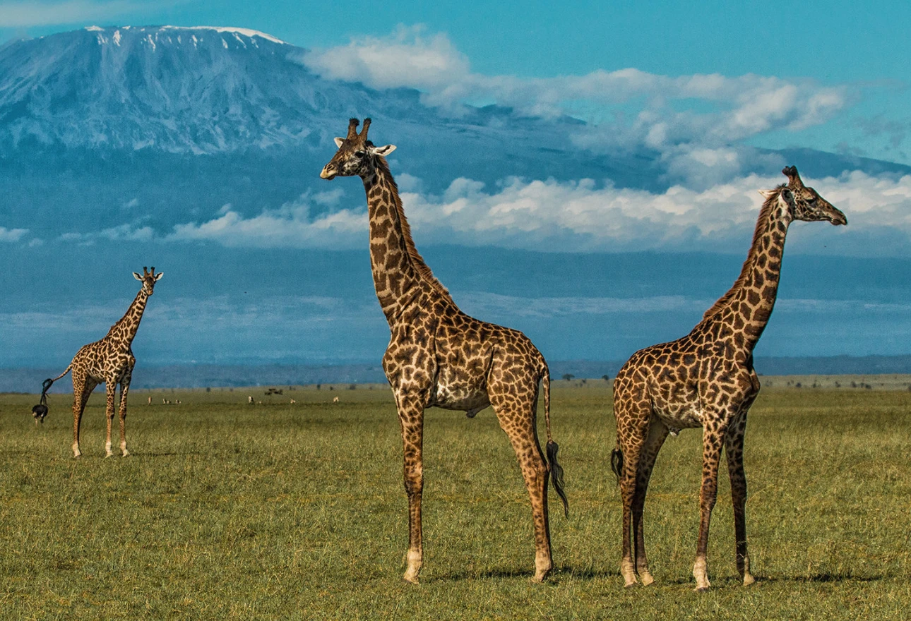 Amboseli National Park