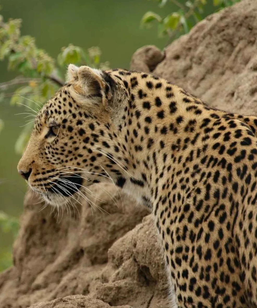Amboseli National Park