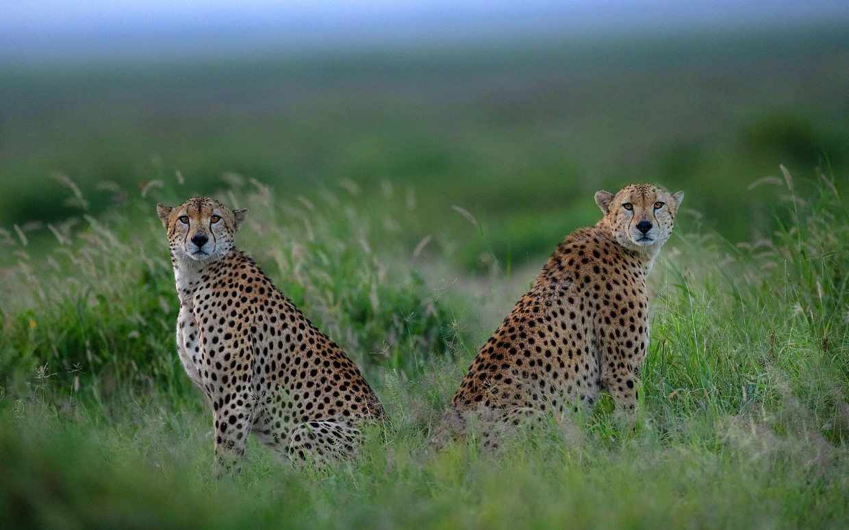 Amboseli National Park