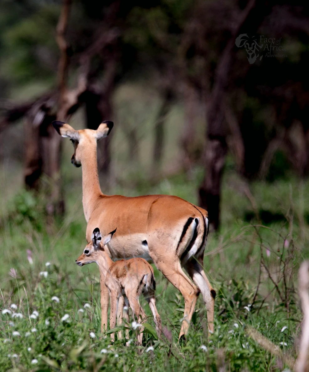 Arusha National Park