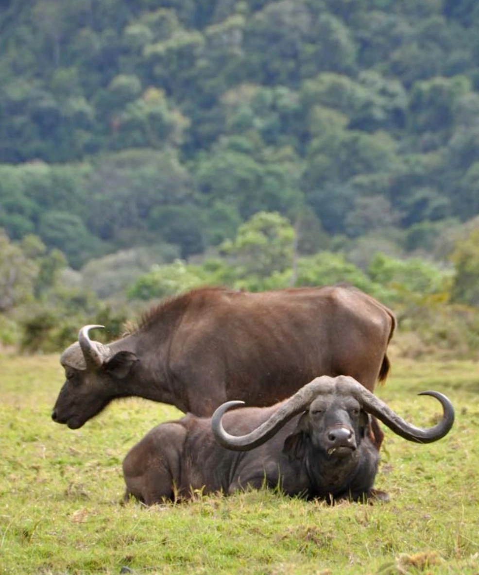 Arusha National Park