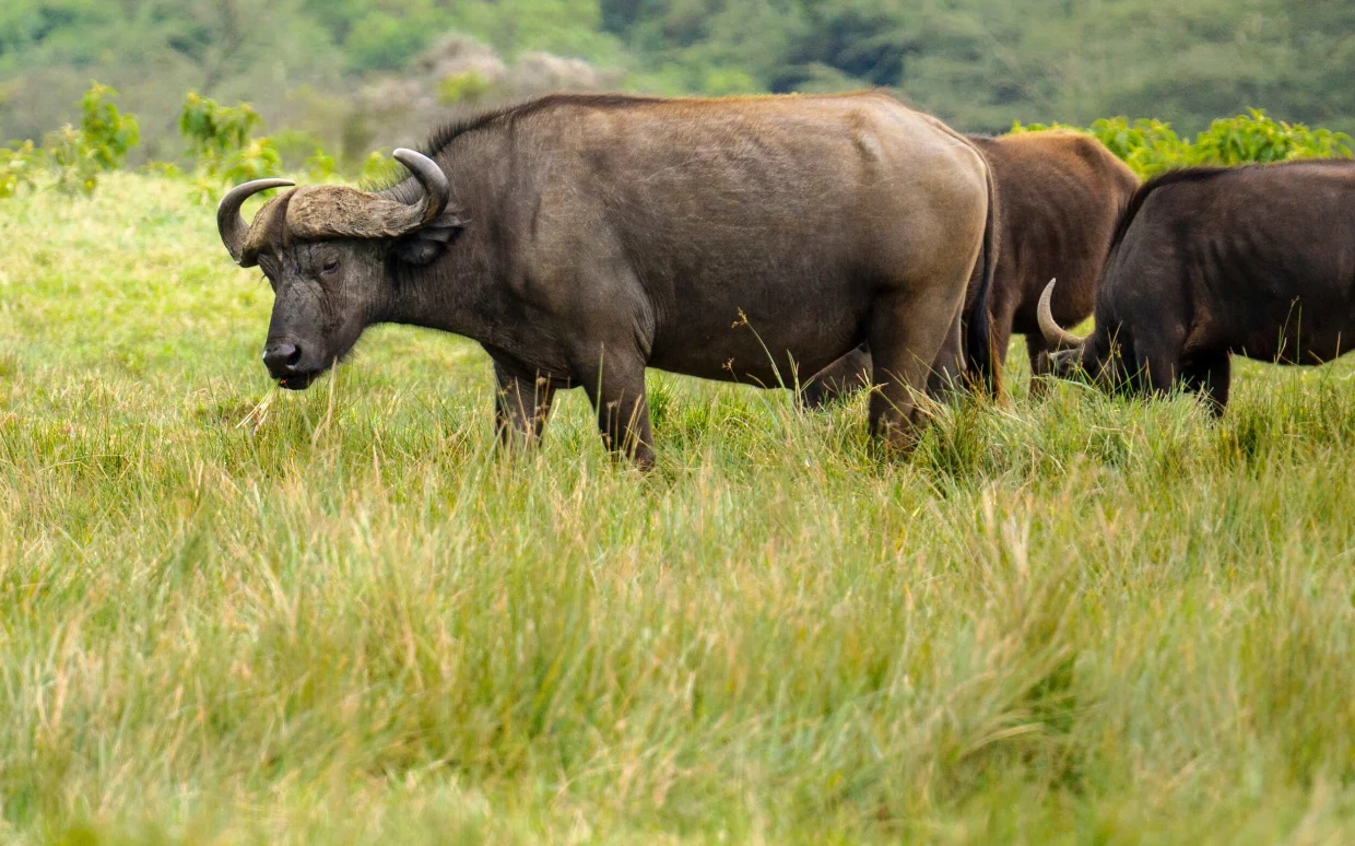 Arusha National Park